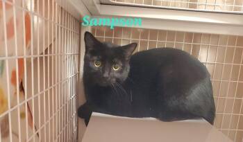 Domestic Short Hair Cats Available for Adoption - Sampson | PetCurious