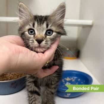 Elio (bonded w/ Enzo) -  Domestic Short Hair Cat for Adoption in Reisterstown, Maryland - Elio (bonded W/ Enzo) | PetCurious