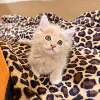 Tucson -  Domestic Short Hair Cat for Adoption in Agoura Hills, California - Tucson | PetCurious