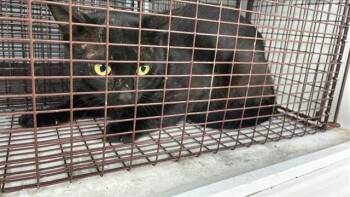 A657392 -  Domestic Short Hair Cat for Adoption in Houston, Texas - A657392 | PetCurious