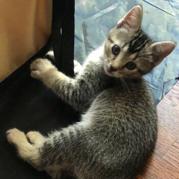 Domestic Short Hair and Abyssinian Cats Available for Adoption in Hawthorne, California - Spring | PetCurious