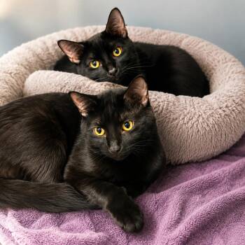 Crescent -  Domestic Short Hair Cat for Adoption in Hopkinton, Massachusetts - Crescent | PetCurious