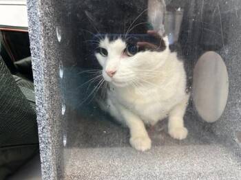 Stereo -  Domestic Short Hair Cat for Adoption in New York, New York - Stereo | PetCurious