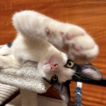 Snoopy -  Domestic Short Hair Cat for Adoption in Canton, Massachusetts - Snoopy | PetCurious