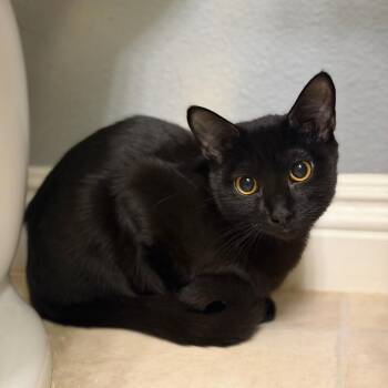 Asian Zing -  Domestic Short Hair Cat for Adoption in Las Vegas, Nevada - Asian Zing | PetCurious