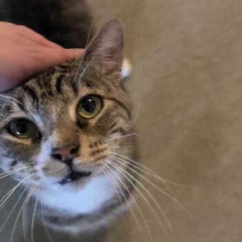 Rescue Domestic Short Hair Cats for Adoption in North Tonawanda, New York - Watson | PetCurious