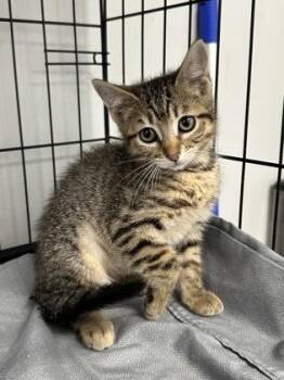 Penny -  Domestic Short Hair Cat for Adoption in West Chester, Pennsylvania - Penny | PetCurious