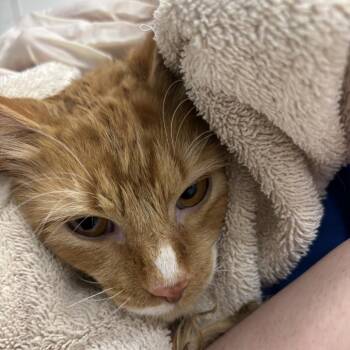 Domestic Short Hair Cats Available for Adoption in Spokane, Washington - Sherbert | PetCurious