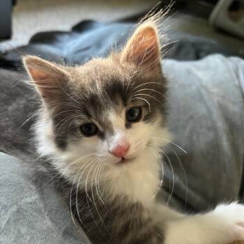 Louie -  Domestic Medium Hair Cat for Adoption in Reisterstown, Maryland - Louie | PetCurious