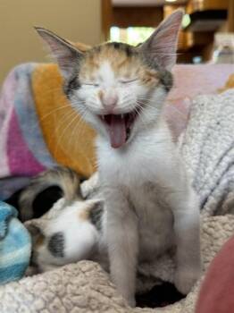 RILEIGH SMIRL -  Domestic Short Hair Cat for Adoption in Louisville, Kentucky - RILEIGH SMIRL | PetCurious
