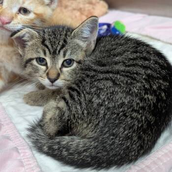 Rescue Domestic Short Hair Cats for Adoption in Aberdeen, Washington - Viola | PetCurious