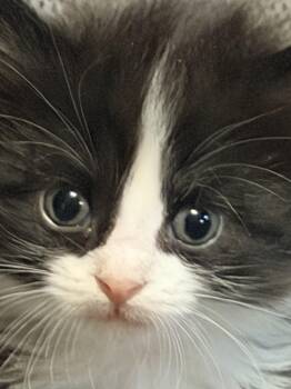 Domestic Medium Hair Cats Available for Adoption in Aylett, Virginia - Trixie | PetCurious