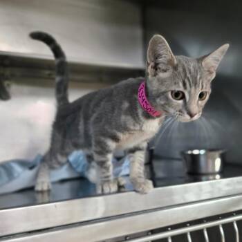 Alliyah -  Domestic Short Hair Cat for Adoption in San Jacinto, California - Alliyah | PetCurious