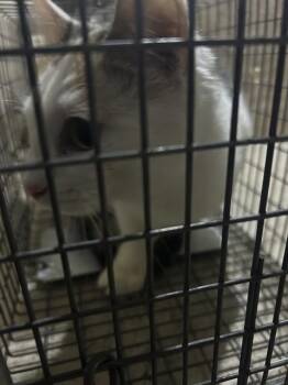 Domestic Short Hair Cats Available for Adoption - MISS J ALEXANDER | PetCurious