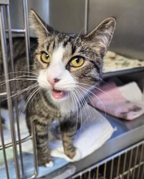 Domestic Short Hair Cats Available for Adoption in Carsonville, Michigan - Constance | PetCurious