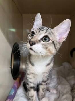 Finik -  Domestic Short Hair Cat for Adoption in Arlington, Washington - Finik | PetCurious