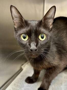 Misty -  Domestic Medium Hair Cat for Adoption in Wichita, Kansas - Misty | PetCurious