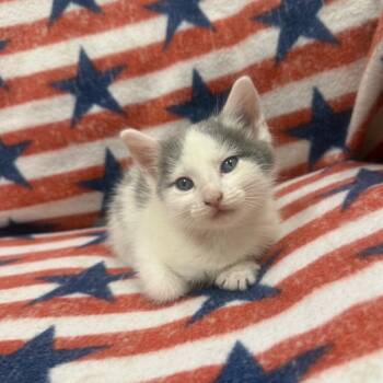 Rescue Domestic Short Hair Cats for Adoption in Jupiter, Florida - Hail | PetCurious