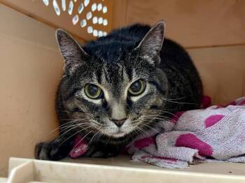 Domestic Short Hair Cats Available for Adoption in St. Peters, Missouri - BOOTS | PetCurious