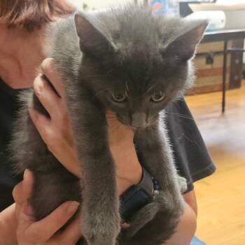 Fluffy -  Domestic Short Hair and Russian Blue Cat for Adoption in Ringtown, Pennsylvania - Fluffy | PetCurious