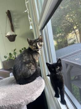 Koi -  Domestic Short Hair Cat for Adoption in Ferndale, Michigan - Koi | PetCurious