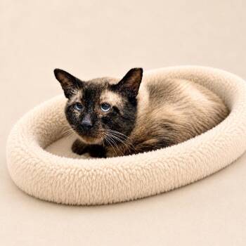 Dash -  Domestic Medium Hair Cat for Adoption in Las Vegas, Nevada - Dash | PetCurious