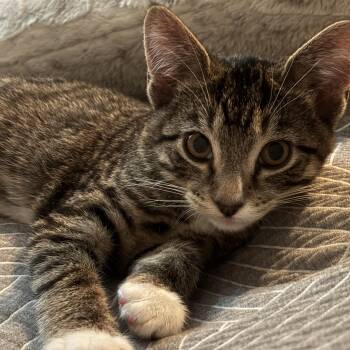 Anchovy -  Tabby and Domestic Short Hair Cat for Adoption in Columbia, South Carolina - Anchovy | PetCurious