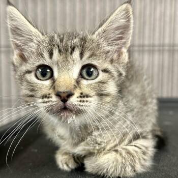 Domestic Medium Hair Cats Available for Adoption in Saint Joseph, Missouri - Emily | PetCurious