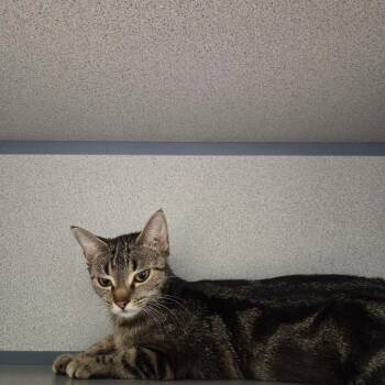 Poplar -  Domestic Short Hair Cat for Adoption in Clavet, Saskatchewan - Poplar | PetCurious
