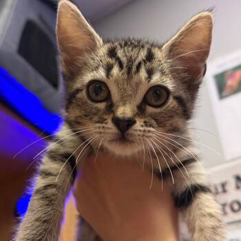 Willow -  Domestic Short Hair Cat for Adoption in Chattanooga, Tennessee - Willow | PetCurious