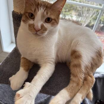 Egyptian Mau Cats Available for Adoption in Brampton, Ontario - Graci | PetCurious