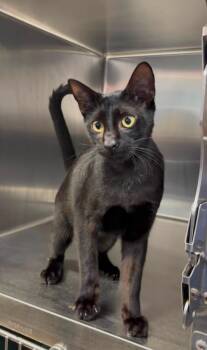 Meek Mill -  Domestic Short Hair Cat for Adoption in Sebastian, Florida - Meek Mill | PetCurious