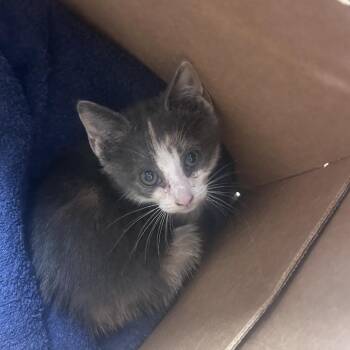 Fairy -  Domestic Short Hair Cat for Adoption in Philadelphia, Pennsylvania - Fairy | PetCurious