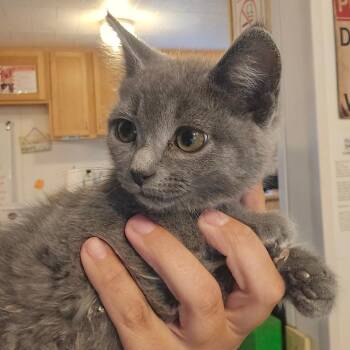 Ember -  Domestic Short Hair Cat Available for Adoption in Hanna City, Illinois - Ember | PetCurious