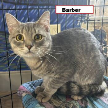 Barber -  Domestic Short Hair Cat for Adoption in Zimmerman, Minnesota - Barber | PetCurious