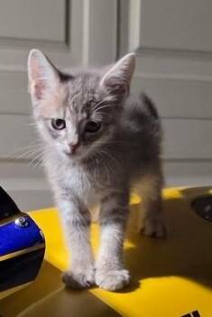 Earl -  Tabby Cat for Adoption in Albuquerque, New Mexico - Earl | PetCurious
