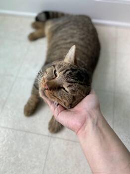 Rescue Domestic Short Hair Cats for Adoption in Mechanicsville, Maryland - Tuna Steak | PetCurious