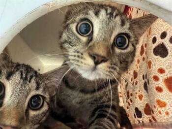 ANGLER FISH -  Domestic Short Hair Cat for Adoption in Peoria, Illinois - ANGLER FISH | PetCurious