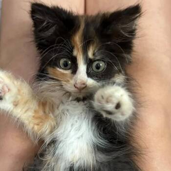 Rinconada -  Domestic Medium Hair Cat for Adoption in Taos, New Mexico - Rinconada | PetCurious