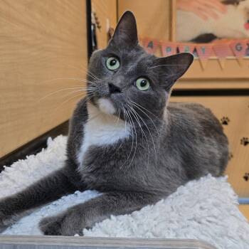 Jameson -  Domestic Short Hair Cat for Adoption in Warr Acres, Oklahoma - Jameson | PetCurious
