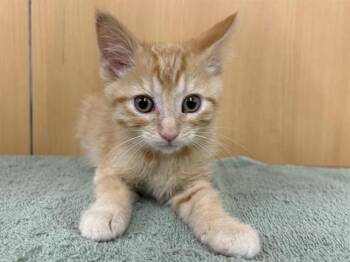 Domestic Short Hair Cats Available for Adoption in Brentwood, Missouri - AHO | PetCurious