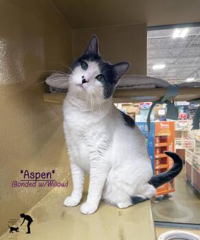 Domestic Short Hair Cats Available for Adoption - Aspen (Bonded W/Willow) | PetCurious