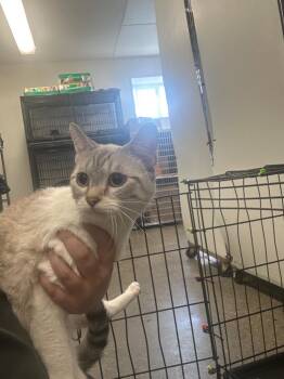 Ellie AKA Community Park 1 -  Domestic Short Hair Cat for Adoption in Rock Springs, Wyoming - Ellie AKA Community Park 1 | PetCurious