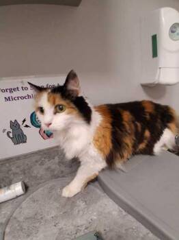 Domestic Long Hair and Domestic Short Hair Cats Available for Adoption in Sevierville, Tennessee - Calendar | PetCurious
