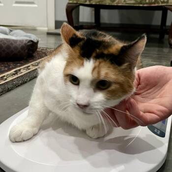 Domestic Short Hair Cats Available for Adoption - Henna | PetCurious