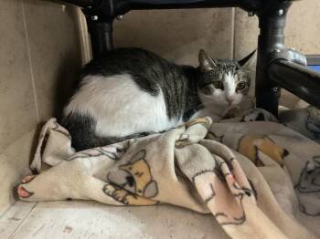 Rosita -  Domestic Short Hair Cat for Adoption in Hobbs, New Mexico - Rosita | PetCurious