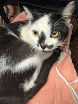 Rescue Domestic Short Hair Cats for Adoption in Atlanta, Georgia - Lovey | PetCurious