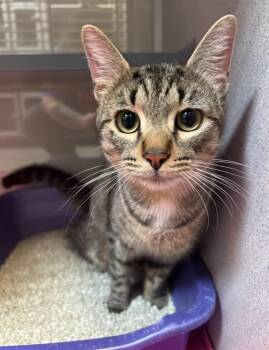 Domestic Short Hair Cats Available for Adoption - Mischa | PetCurious
