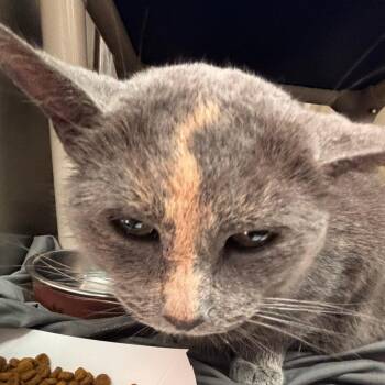 Domestic Short Hair Cats Available for Adoption in Philadelphia, Pennsylvania - Mia | PetCurious