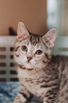 06637B Lucy -  Domestic Short Hair Cat for Adoption in North Charleston, South Carolina - 06637B Lucy | PetCurious